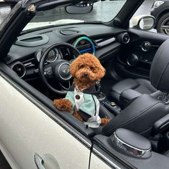 Толстовка для собак и кошек Зоозавр: отзыв пользователя. Зоомагазин Зоозавр