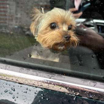 Корм для собак ROYAL CANIN породы йоркширский терьер 500г: отзыв пользователя. Зоомагазин Зоозавр