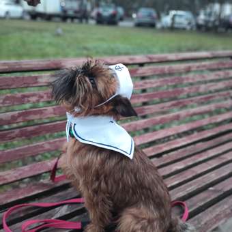 Костюм Зоозавр Морячок: отзыв пользователя. Зоомагазин Зоозавр