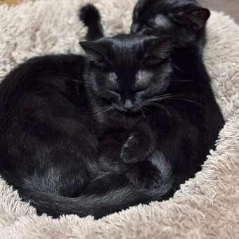 Корм сухой для котят ROYAL CANIN Mother and Babycat 2кг: отзыв пользователя. Зоомагазин Зоозавр