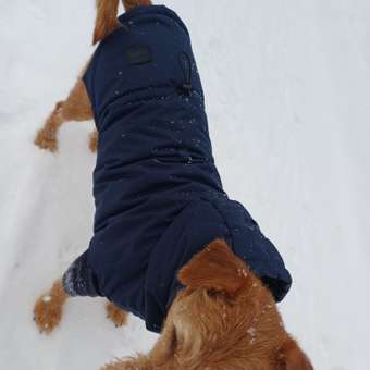 Джемпер для собак и кошек Зоозавр: отзыв пользователя. Зоомагазин Зоозавр