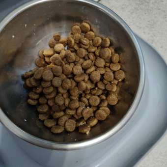 Корм Eukanuba Dog 3кг для щенков средних пород сухой с птицей: отзыв пользователя. Зоомагазин Зоозавр