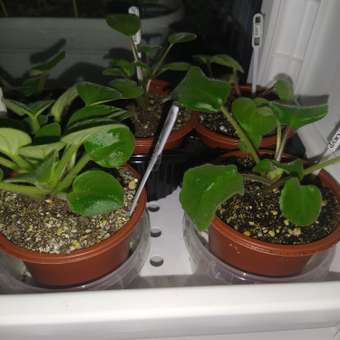 Набор горшков ГазонCity 9*6.8см терракот 10шт: отзыв пользователя магазина низких цен ЕЩЁ