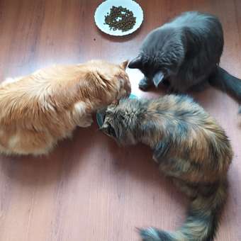 Корм для котят MONGE Cat Grill норвежский лосось пауч 85г: отзыв пользователя. Зоомагазин Зоозавр