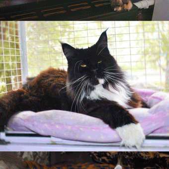 Корм сухой для кошек ROYAL CANIN Maine Coon 400г породы мейн-кун: отзыв пользователя. Зоомагазин Зоозавр