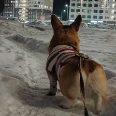 Фото отзыва 10833333