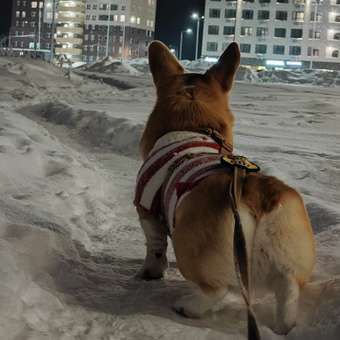 Джемпер для собак и кошек Зоозавр: отзыв пользователя. Зоомагазин Зоозавр