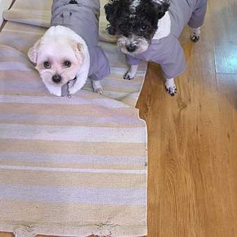 Комбинезон для собак и кошек Зоозавр: отзыв пользователя. Зоомагазин Зоозавр