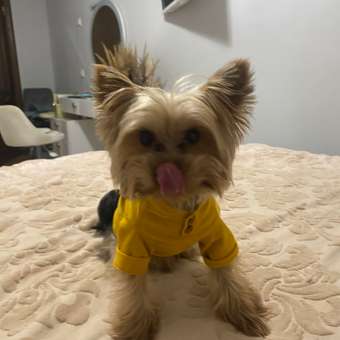 Футболка для собак и кошек Зоозавр: отзыв пользователя. Зоомагазин Зоозавр