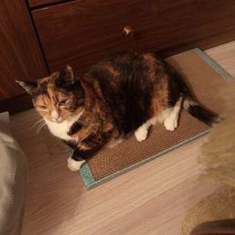 Когтедралка для кошек РАВ с кошачьей мятой большая 29689: отзыв пользователя. Зоомагазин Зоозавр