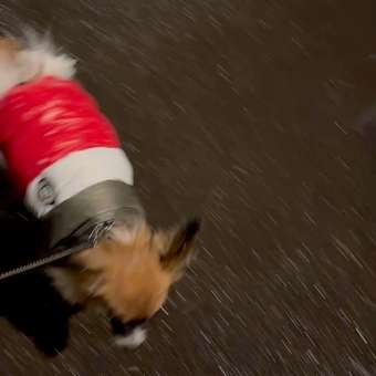 Куртка для собак PIFPAF DOG: отзыв пользователя. Зоомагазин Зоозавр