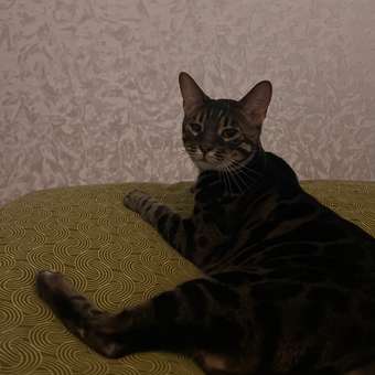 Корм для кошек ROYAL CANIN Neutered Satiety Balance стерилизованных 300г: отзыв пользователя. Зоомагазин Зоозавр