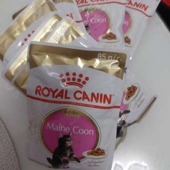 Корм для котят Royal Canin 85г Maine Coon Kitten соус для котят мейн кун пауч: отзыв пользователя. Зоомагазин Зоозавр