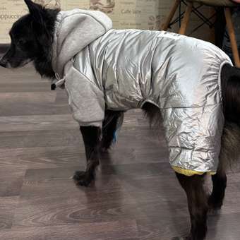 Комбинезон для собак PIFPAF DOG: отзыв пользователя. Зоомагазин Зоозавр