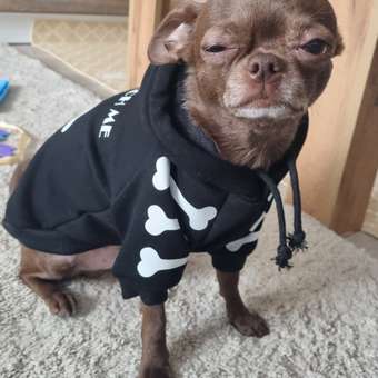 Толстовка для собак и кошек Зоозавр: отзыв пользователя. Зоомагазин Зоозавр