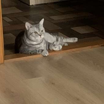 Корм для кошек ROYAL CANIN 0.350кг Hypoallergenic гипоаллергенный: отзыв пользователя. Зоомагазин Зоозавр