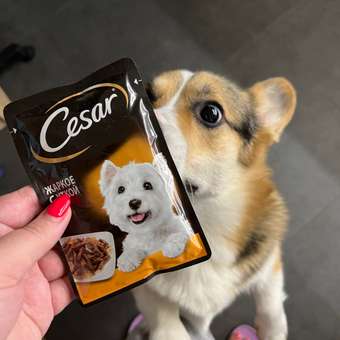 Корм для собак Cesar 85г жаркое с уткой в желе консервированный: отзыв пользователя. Зоомагазин Зоозавр