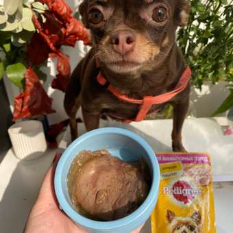 Корм для собак Pedigree миниатюрных пород паштет курица консервированный 80г: отзыв пользователя. Зоомагазин Зоозавр