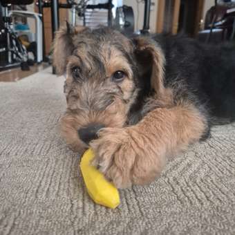 Игрушка для собак Barbaks Банан угольный TPR 14см: отзыв пользователя. Зоомагазин Зоозавр