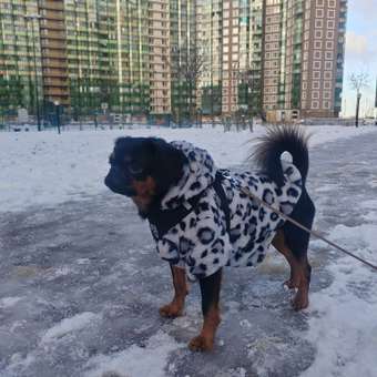 Куртка для собак и кошек Зоозавр: отзыв пользователя. Зоомагазин Зоозавр