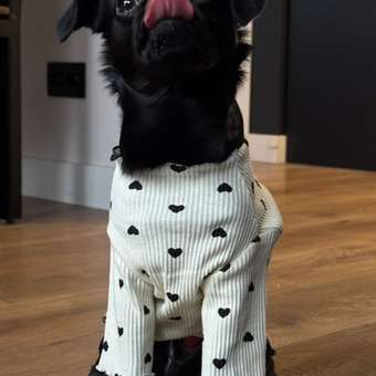 Лонгслив для собак Зоозавр: отзыв пользователя. Зоомагазин Зоозавр