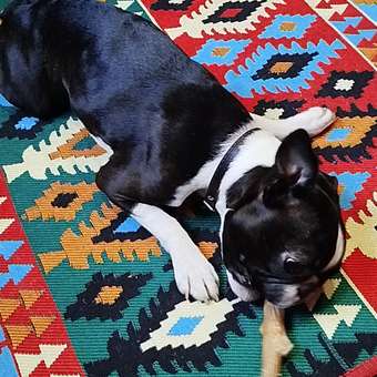 Игрушка для собак Barbaks Палочка для жевания 10.5*3см: отзыв пользователя. Зоомагазин Зоозавр