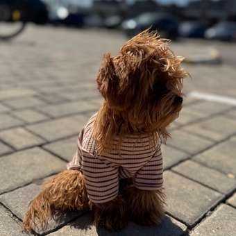 Футболка для собак и кошек Зоозавр: отзыв пользователя. Зоомагазин Зоозавр