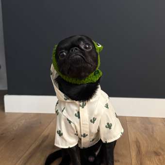 Ветровка для собак Зоозавр: отзыв пользователя. Зоомагазин Зоозавр