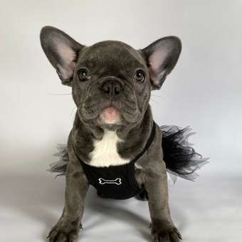 Платье для собак и кошек Зоозавр: отзыв пользователя. Зоомагазин Зоозавр