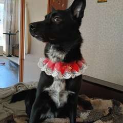 Фото отзыва 10650769