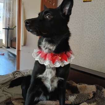 Воротник на завязках Зоозавр для собак и кошек: отзыв пользователя. Зоомагазин Зоозавр