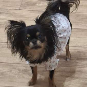 Платье для собак и кошек Зоозавр: отзыв пользователя. Зоомагазин Зоозавр