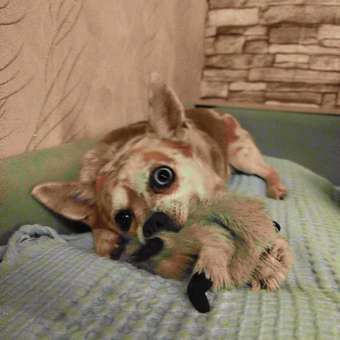 Игрушка для собак Triol Белка мягкая 25см: отзыв пользователя. Зоомагазин Зоозавр