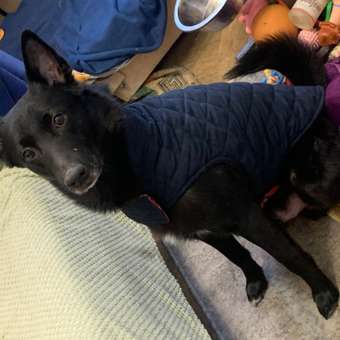 Попона для собак Зоозавр тёмно-синяя 55: отзыв пользователя. Зоомагазин Зоозавр