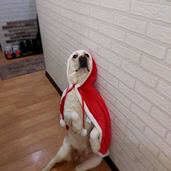 Костюм для собак и кошек Зоозавр: отзыв пользователя. Зоомагазин Зоозавр