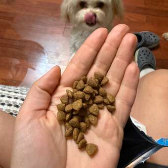 Корм для щенков ROYAL CANIN Puppy мелких пород 800г: отзыв пользователя. Зоомагазин Зоозавр