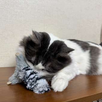 Игрушка для кошек GiGwi Енот с кошачей мятой 75384: отзыв пользователя. Зоомагазин Зоозавр