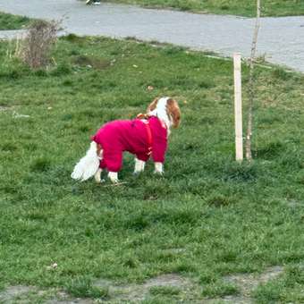 Комбинезон для собак и кошек Зоозавр: отзыв пользователя. Зоомагазин Зоозавр