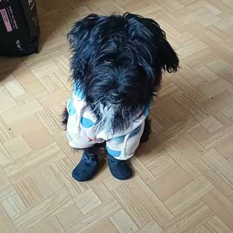 Носочки для собак Зоозавр 4шт: отзыв пользователя. Зоомагазин Зоозавр