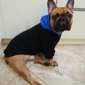 Худи для собак Rain Dog: отзыв пользователя. Зоомагазин Зоозавр