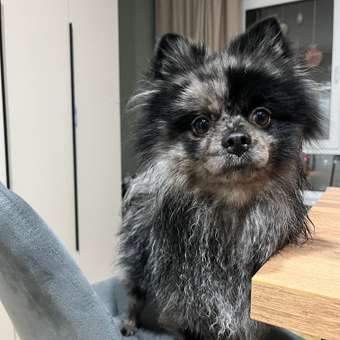 Корм сухой для щенков PRO PLAN SENSITIVE SKIN 3 кг с лососем для средних пород: отзыв пользователя. Зоомагазин Зоозавр