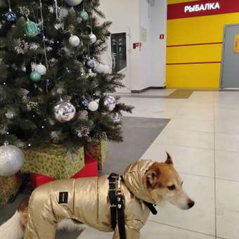 Комбинезон для собак и кошек Зоозавр: отзыв пользователя. Зоомагазин Зоозавр