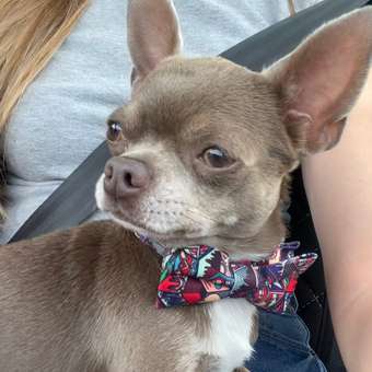 Набор аксессуаров для собак Barbaks S нейлон Разноцветный с бабочкой: отзыв пользователя. Зоомагазин Зоозавр