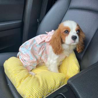 Комбинезон для собак и кошек Зоозавр: отзыв пользователя. Зоомагазин Зоозавр