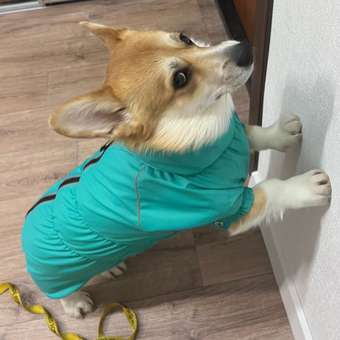 Комбинезон-дождевик Rain Dog: отзыв пользователя. Зоомагазин Зоозавр