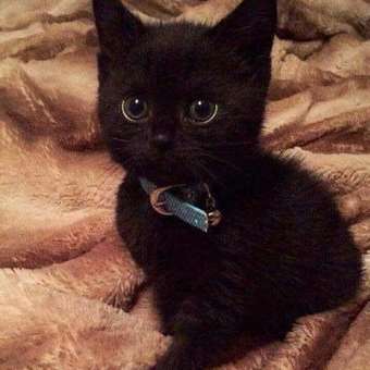 Корм влажный для кошек PRO PLAN Nutri Savour 85г с курицей в соусе при стерилизации и кастрации: отзыв пользователя. Зоомагазин Зоозавр