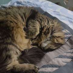 Фото отзыва 10733057