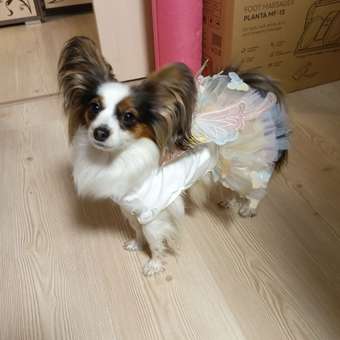 Платье для собак и кошек Зоозавр: отзыв пользователя. Зоомагазин Зоозавр