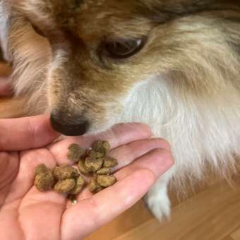 Корм Eukanuba Dog 3кг для взрослых собак мелких пород сухой: отзыв пользователя. Зоомагазин Зоозавр