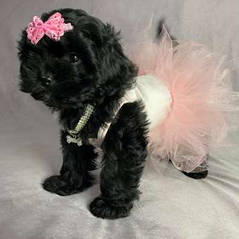 Платье для собак и кошек Зоозавр: отзыв пользователя. Зоомагазин Зоозавр